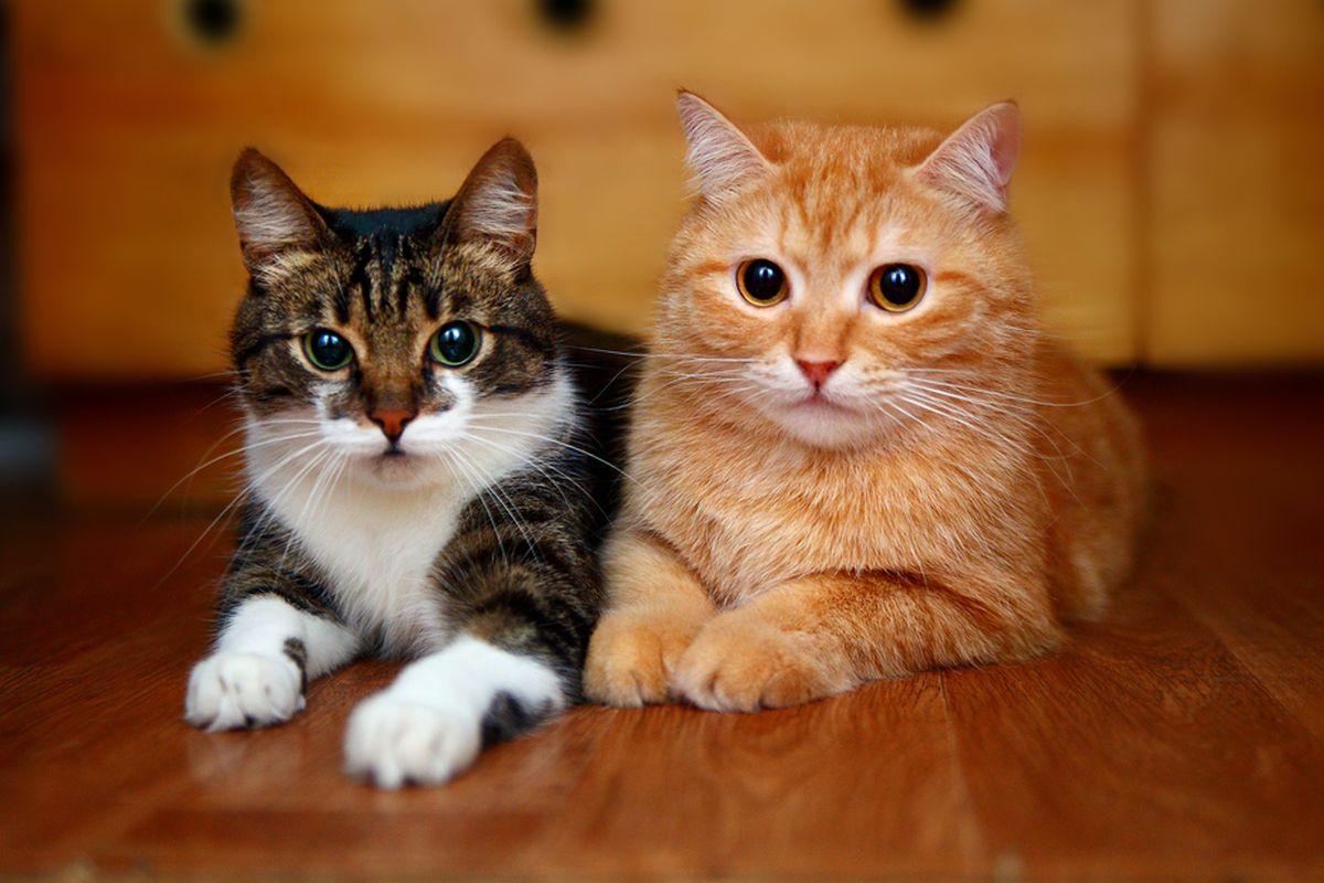 Home kucing